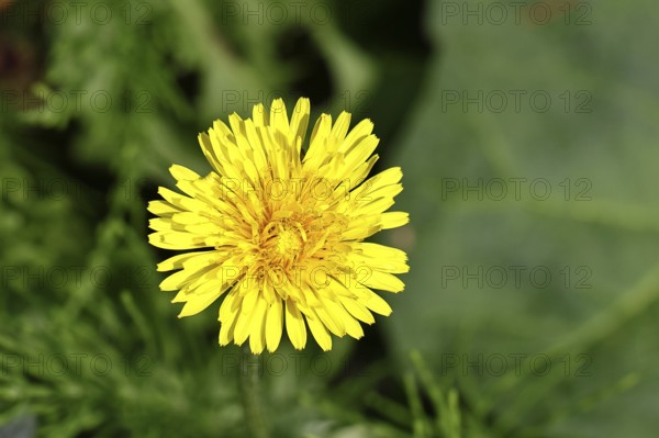 Dandelion (Taraxacum), yellow flower in a meadow, spring, Wilnsdorf, North Rhine-Westphalia,
