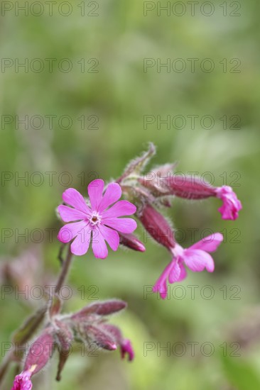Red campion (Silene dioica), close-up of a flower in a meadow, Wilnsdorf, North Rhine-Westphalia,