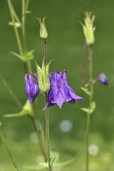 Columbine (Aquilegia vulgaris), blue flower at the edge of a forest, Wilnsdorf, North