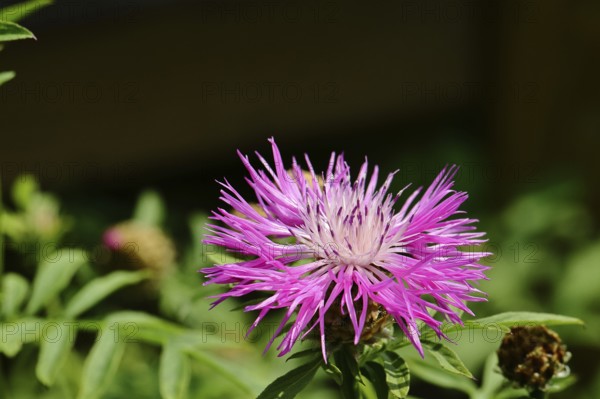 Meadow knapweed or common knapweed (Centaurea jacea), flower, Wilnsdorf, North Rhine-Westphalia,