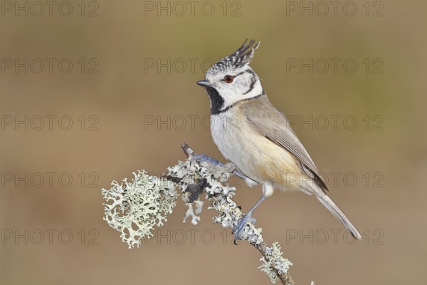 Crested Tit (Lophophanes scalloped ribbonfish), on a branch overgrown with lichen, Wilnsdorf, North