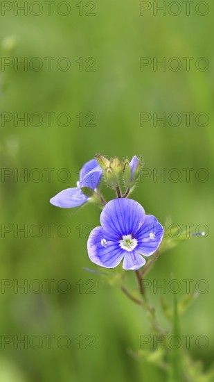 Flower of Gamander speedwell (Veronica chamaedrys), in a deciduous forest, blue blossom, spring,