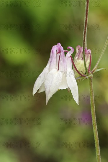 Columbine (Aquilegia vulgaris), white flower at the edge of a forest, Wilnsdorf, North