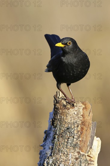 Blackbird (Turdus merula), male, sitting on an old tree stump in the forest, Wilnsdorf, North