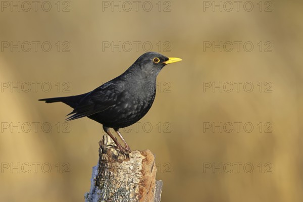 Blackbird (Turdus merula), male, sitting on an old tree stump in the forest, Wilnsdorf, North