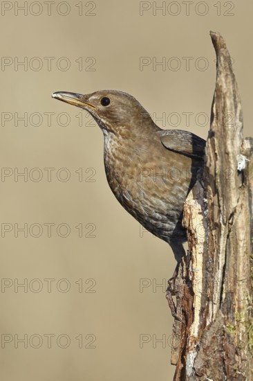 Blackbird (Turdus merula), female, sitting on an old tree stump in the forest, Wilnsdorf, North