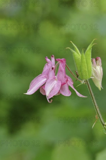 Columbine (Aquilegia vulgaris), pink flower at the edge of a forest, Wilnsdorf, North