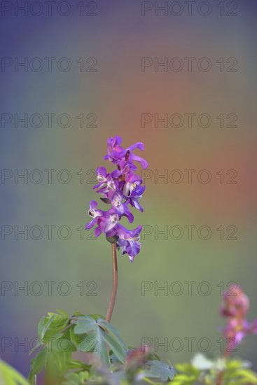Hollow larkspur (Corydalis cava), inflorescence in a beech forest, Wilnsdorf, North