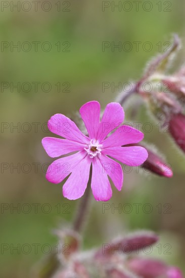 Red campion (Silene dioica), close-up of a flower in a meadow, Wilnsdorf, North Rhine-Westphalia,