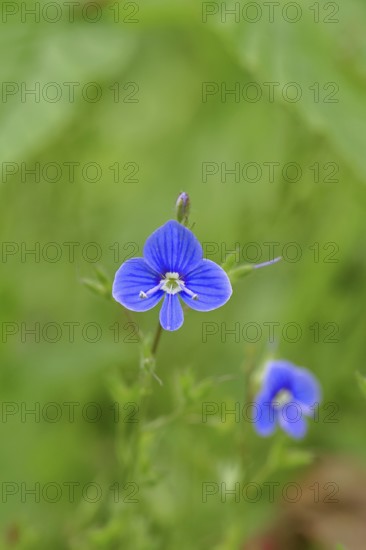 Flower of Gamander speedwell (Veronica chamaedrys), in a deciduous forest, blue blossom, spring,