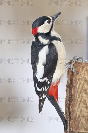 Great spotted woodpecker (Dendrocopos major), male, sitting on a fence post in the garden,