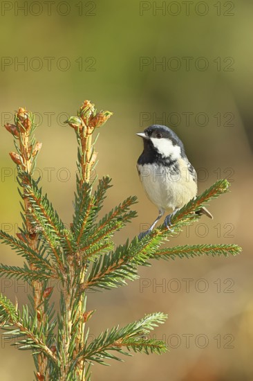 Fir tit (Parus ater), sitting on the top of a young spruce, European spruce (Picea abies),
