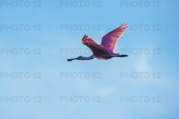 Roseate Spoonbill (Platalea ajaja) in flight, Sanibel Island, J.N. Ding Darling National Wildlife