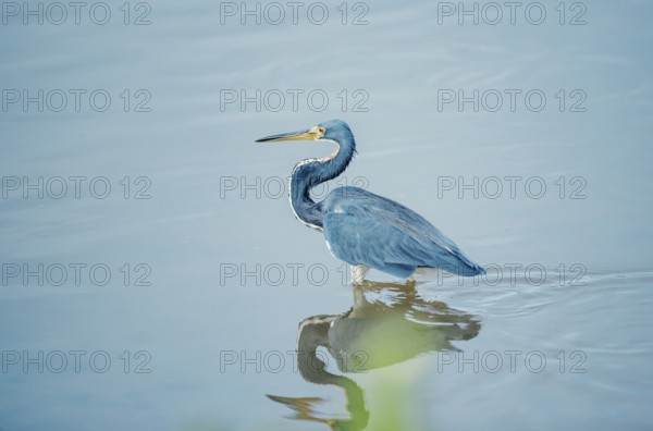 Tricolored heron (Egretta tricolor) looking for food, Sanibel Island, J.N. Ding Darling National
