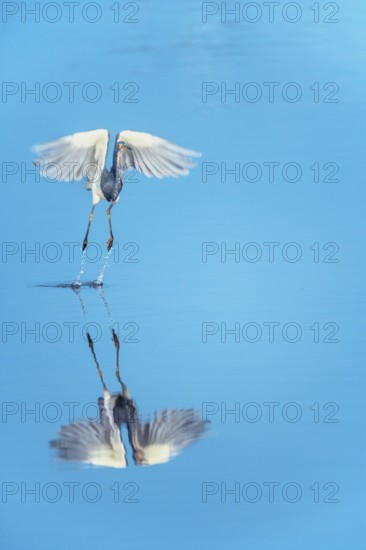 Tricolored heron (Egretta tricolor) starting flight, Sanibel Island, J.N. Ding Darling National