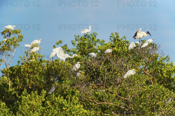 Group of Great white egrets (Ardea alba) and Wood Stork (Mycteria Americana) perching on tree,