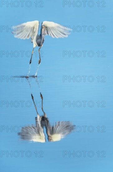 Tricolored heron (Egretta tricolor) in flight, Sanibel Island, J.N. Ding Darling National Wildlife