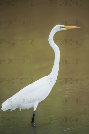 Great white egret (Ardea alba) looking for food, Sanibel Island, J.N. Ding Darling National