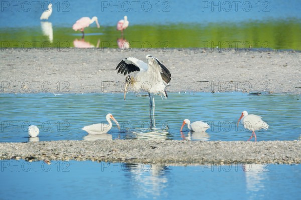 Wood Stork (Mycteria Americana) and Roseate Spoonbills (Platalea ajaja) fishing, Sanibel Island, J