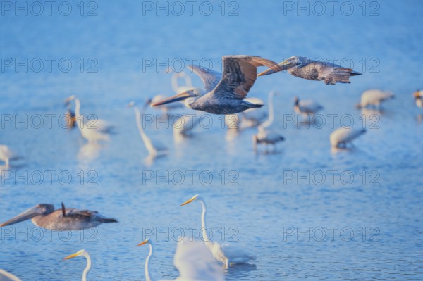 Brown pelicans (Pelecanus occidentalis) in flight, Sanibel Island, J.N. Ding Darling National