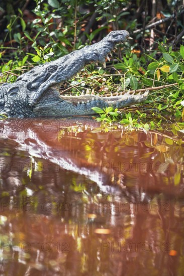 American alligator (Alligator mississipiensis), opening its jaws, Sanibel Island, J.N. Ding Darling