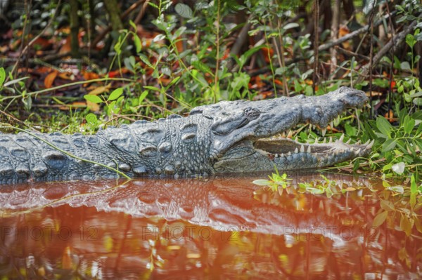 American alligator (Alligator mississipiensis), opening its jaws, Sanibel Island, J.N. Ding Darling