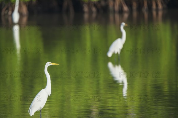 Great white egrets (Ardea alba) looking for food, Sanibel Island, J.N. Ding Darling National