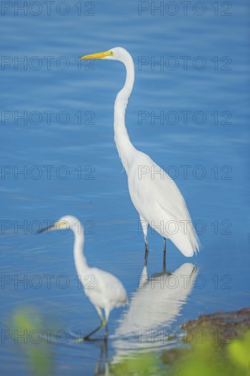 Snowy Egret (Egretta thula) and Great white egret (Ardea alba) looking for food, Sanibel Island, J