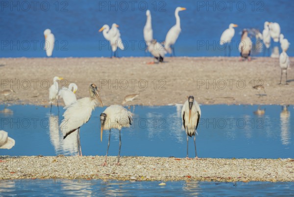 Group of Great white egrets (Ardea alba) and Wood Stork (Mycteria Americana) fishing, Sanibel