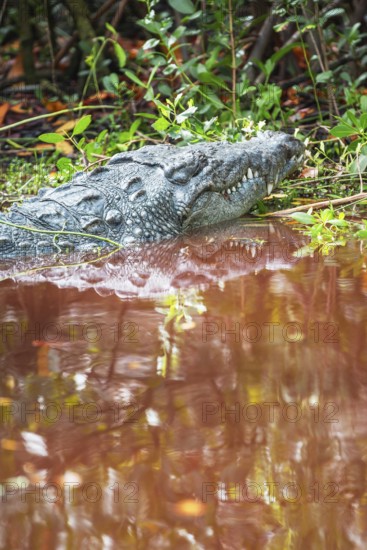 American alligator (Alligator mississipiensis), Sanibel Island, J.N. Ding Darling National Wildlife