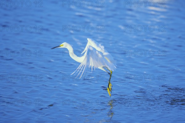 Snowy Egret (Egretta thula) starting flight, Sanibel Island, J.N. Ding Darling National Wildlife
