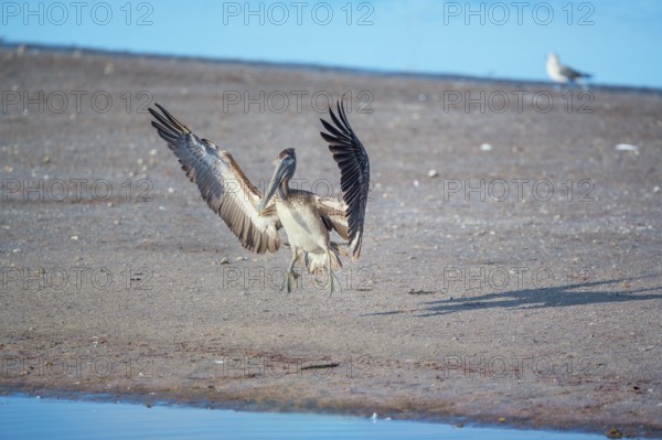 Brown pelican (Pelecanus occidentalis) starting flight, Sanibel Island, J.N. Ding Darling National