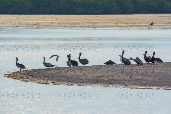 Group of Brown pelicans (Pelecanus occidentalis) looking for food, Sanibel Island, J.N. Ding