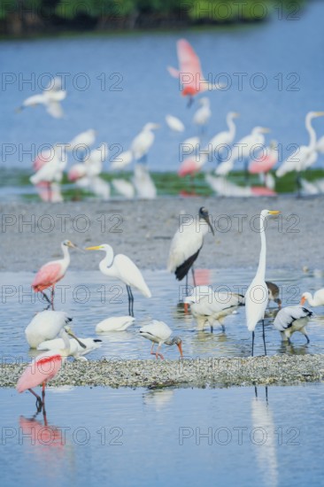 Group of Great white egrets (Ardea alba) and Roseate Spoonbills (Platalea ajaja) and Wood Stork