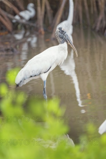 Wood Stork (Mycteria Americana) looking for food, Sanibel Island, J.N. Ding Darling National