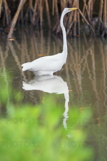 Great white egret (Ardea alba) looking for food, Sanibel Island, J.N. Ding Darling National