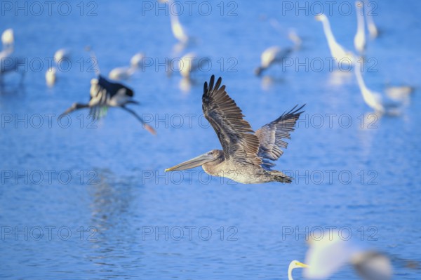 Brown pelican (Pelecanus occidentalis) in flight, Sanibel Island, J.N. Ding Darling National