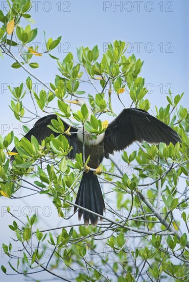 Anhinga (Anhinga Anhinga) spreading wings, Sanibel Island, JN Ding Darling National Wildlife