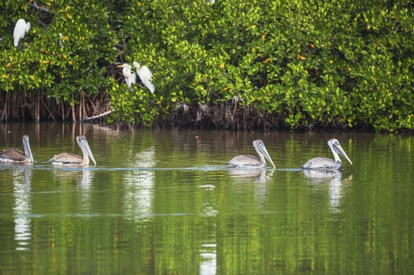 Group of Brown pelicans (Pelecanus occidentalis) fishing, Sanibel Island, J.N. Ding Darling