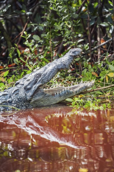 American alligator (Alligator mississipiensis), opening its jaws, Sanibel Island, J.N. Ding Darling