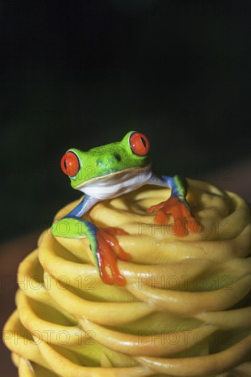 Red eyed tree frog (Agalychins callydrias) on yellow flower, Sarapiqui, Costa Rica
