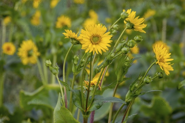 Silphium perfoliatum (Silphium perfoliatum), perennial and perennial plant that can be cultivated