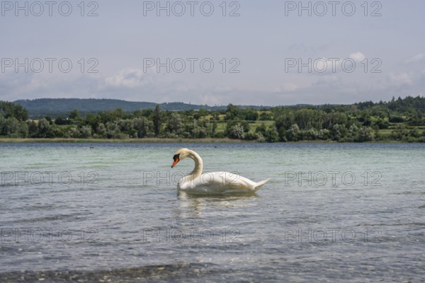 Ein Höckerschwan (Cygnus olor) am Bodenseeufer, Radolfzell am Bodensee, Landkreis Konstanz,