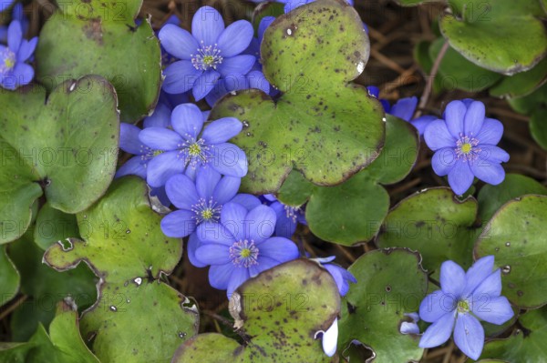 Liverwort (Hepatica nobilis), Bavaria, Germany