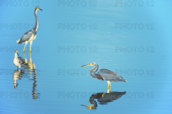 Tricolored herons (Egretta tricolor) looking for food, Sanibel Island, J.N. Ding Darling National