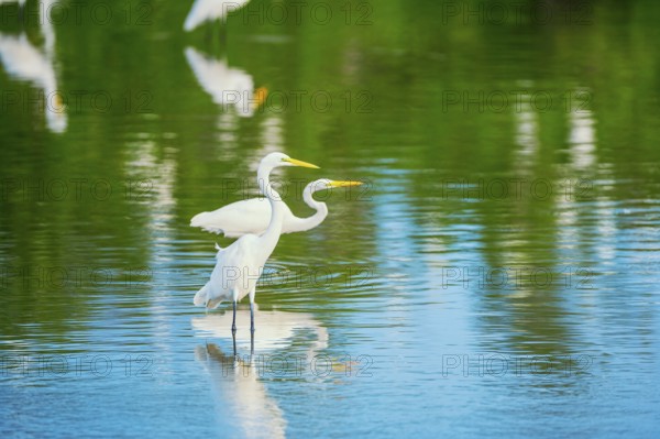 Great white egrets (Ardea alba) looking for food, Sanibel Island, J.N. Ding Darling National