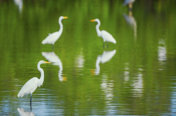 Great white egrets (Ardea alba) looking for food in a pond, Sanibel Island, J.N. Ding Darling
