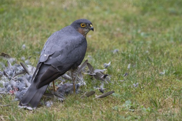 Sparrowhawk (Accipiter nisus), male plucks the bird he has just captured after a successful hunt in