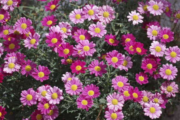 Shrub marguerite (Argyranthemum frutescens), pink, pink flowers, Many coloured flowers of a shrub