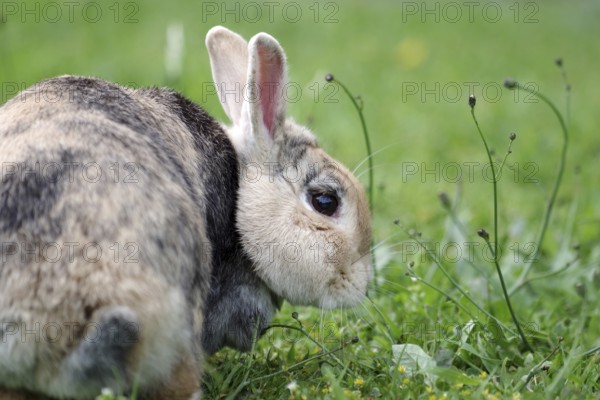 Rabbit (Oryctolagus cuniculus), side profile, blades of grass, eating, natural, The brown rabbit
